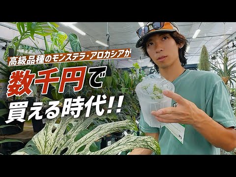 【超超超偶然に取得できた貴重苗木】珍翠グアバ苗木(3年目)：管理C1 New Common Sense] How to Easily Buy Expensive Houseplants That