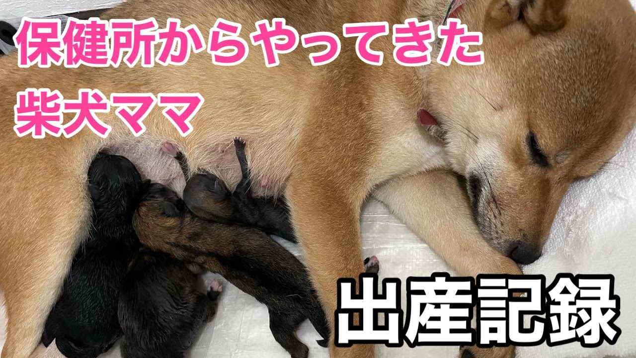 【柴犬の出産】多頭飼育崩壊により保健所に収容された幼き柴犬は妊婦さんでした【保護犬】