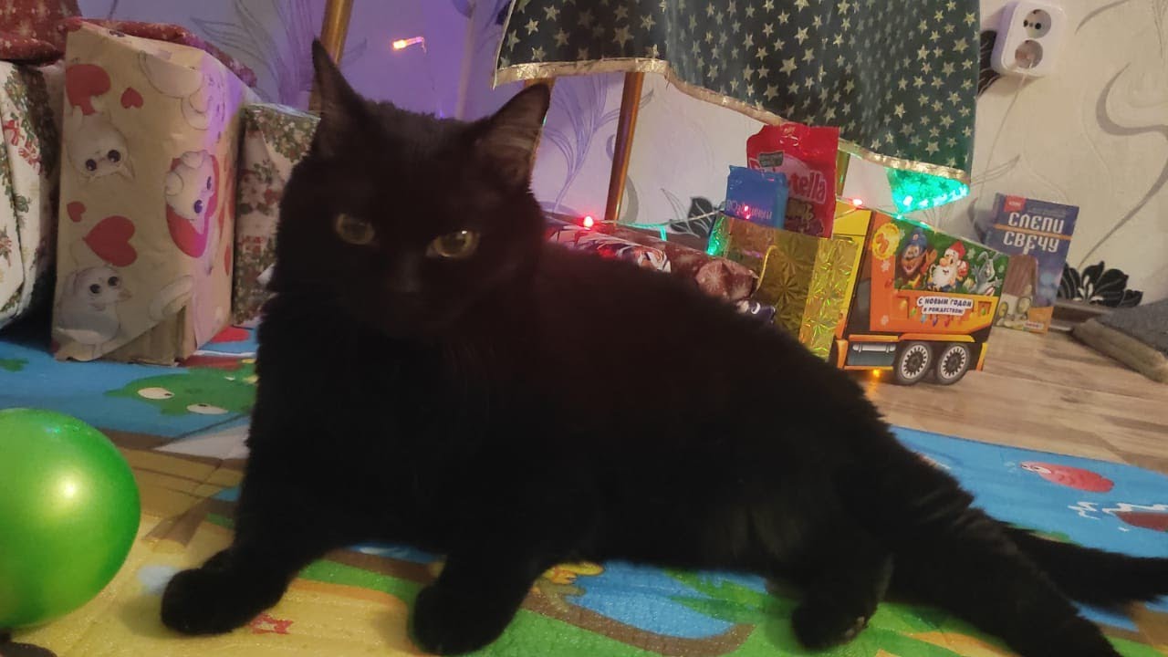 Багира поет) новогодний джингл белс Jingle Bells🎄 - YouTube