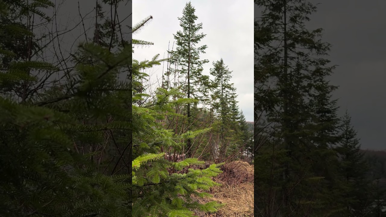 4k Spring Forest E33 27s #Naturelover #Expore #Beautiful #Peaceful #Relaxing #Birds #Forest #Canada