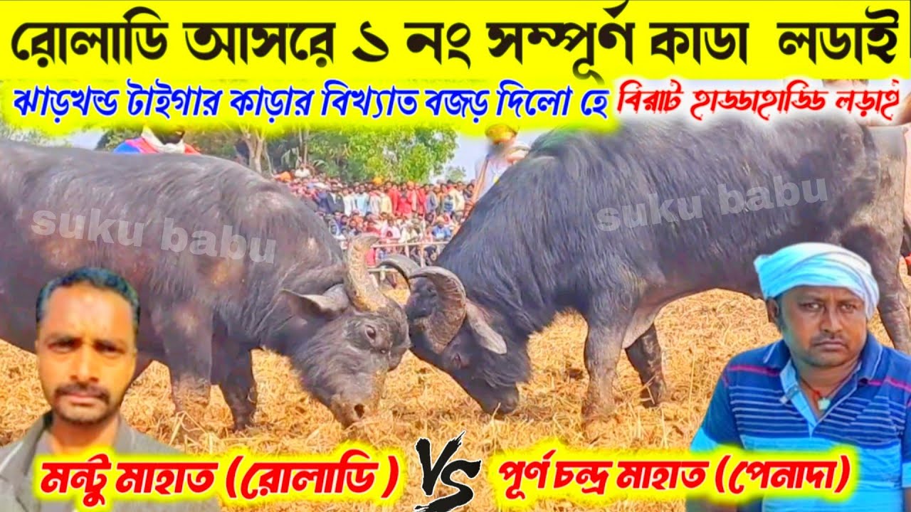 রোলাডি আসরে ১ নং সম্পূর্ণ কাডা লডাইঝাড়খন্ড টাইগার কাড়ার বিখ্যাত বজড় দিলো হে বিরাট হাড্ডাহাড্ডি লড়াই.