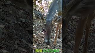 𝐕𝐞𝐧𝐚𝐝𝐨 𝐜𝐨𝐥𝐚 𝐛𝐥𝐚𝐧𝐜𝐚 - 𝐖𝐡𝐢𝐭𝐞 𝐭𝐚𝐢𝐥𝐞𝐝 𝐃𝐞𝐞𝐫