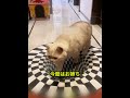 猫が小さな飼い主を守ろうとしました 🐱❤️