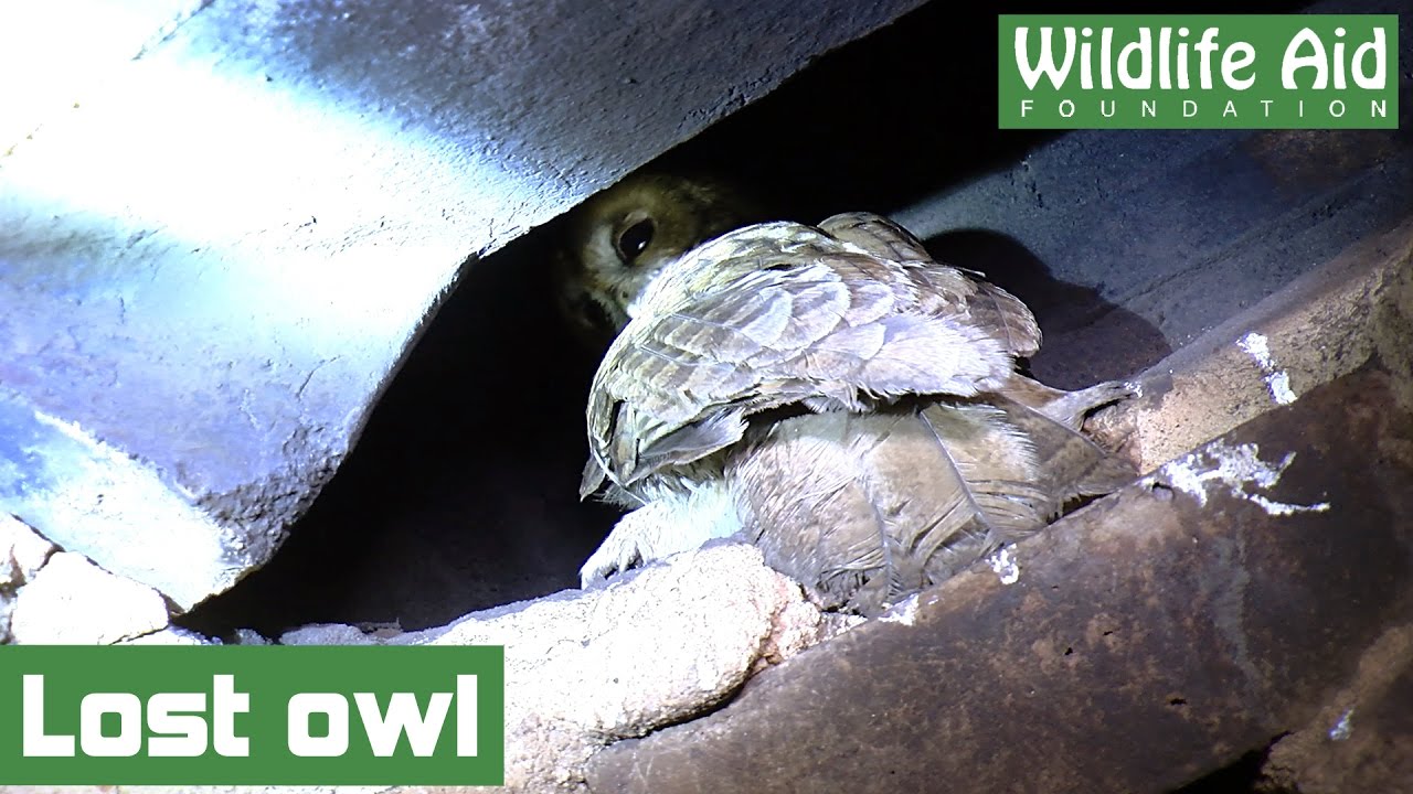 wildlife sos facebook It's not just Santa that's stuck up the chimney!
