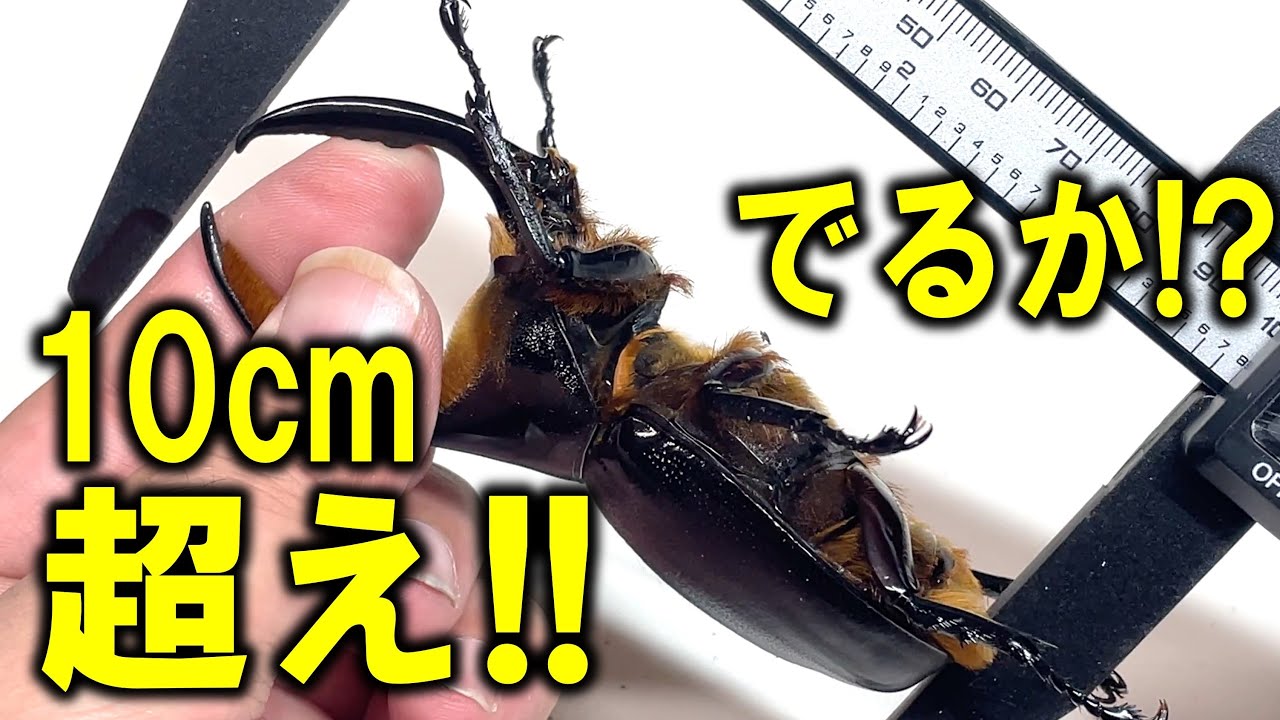 予想を超える意外な展開がっ！デカいぞ！10cm超えたのか？巨大カブトムシを掘り出す