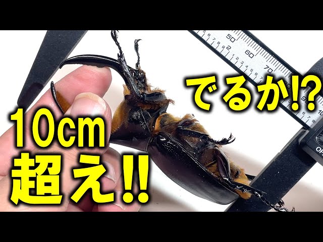 予想を超える意外な展開がっ！デカいぞ！10cm超えたのか？巨大