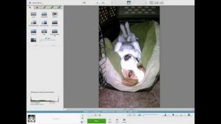 How to Fix Your Pet's Eyes in Picasa : Using the Internet screenshot 1