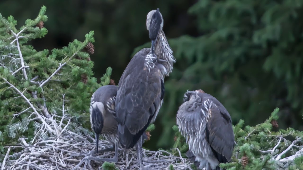 Great Blue Heron Nest 2017