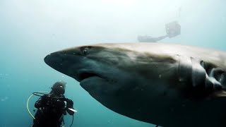 Monster Dusky Sharks: Up Close with Ocean’s Boldest Predators
