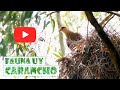 Carancho ataca nido de Cotorras Benteveo lo defiende - Caracará (Caracara plancus)