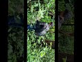 Preview of my trip to #kulimagodfalls #shorts #shortvideos