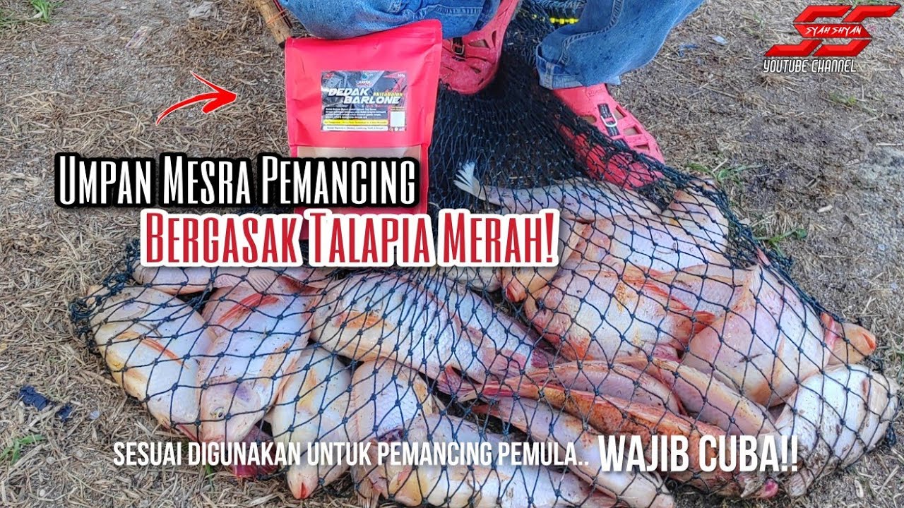 Umpan Mudah Pujuk Talapia Merah‼️Dangauku Ada Caranya ‼️part 2
