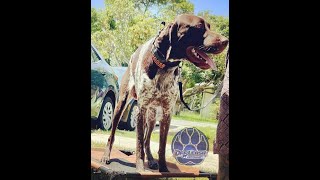 Goose 1YO GSP || Before & After Training || Board & Train || Off Leash K9 of Sarasota by OLK9 Training Sarasota 54 views 9 months ago 7 minutes, 33 seconds