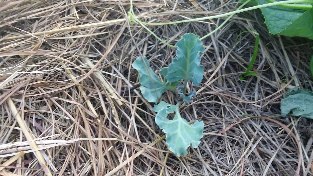 Sea Kale experiment zone 8 YouTube