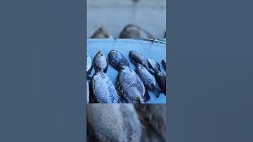 Câu Cá Dìa Bông Bằng Lưỡi Rường + Mồi Rong Xanh  - Tập Cuối #seafishing #fishing #youtubeshorts