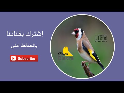 أفظل تغريد حسون لتعليم الفراخ بدون أخطاء