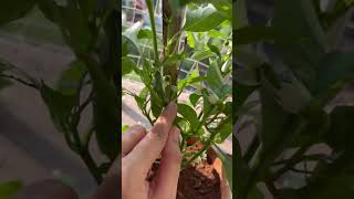 Capcicum🫑💚🌿🪴#shorts #vegetables #gardening #viralshort #capcicum #paudha #paudhe #ytshorts