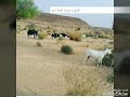 ربابه