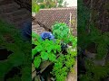 Kebun Sayur Diatas Loteng 🏡 #kebunsayur #berkebun #voiceeffects
