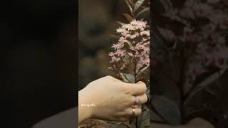 Heaven- Julia Michels(50 shades of grey) MV alex & flavia