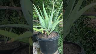 Transpase mi #planta de #sabila a una maseta más grande.