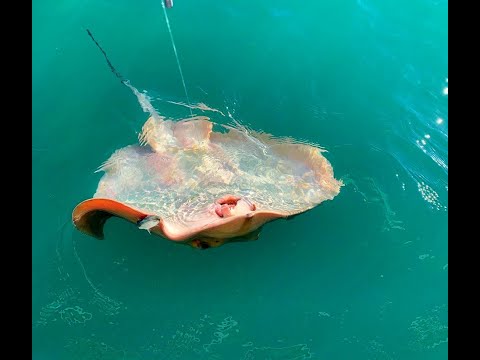 Рыбалка в Сочи. 24.01.2024. Морской кот на 10 кг.