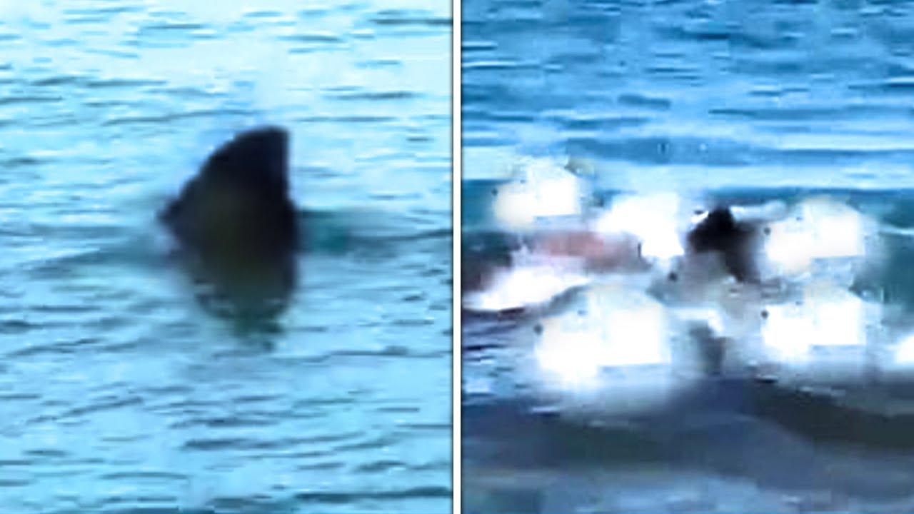 You Won't Believe What This Scientist JUST Reveals About Great White