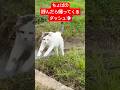 ちょぱの呼んだら帰ってくるダッシュ💨とあまあまちゃん❣️#びびちょぱ#猫ダッシュ#呼んだら帰ってくる #cats #catsdash #ねこ