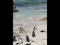 Cute little penguins in Cape Town #southafrica