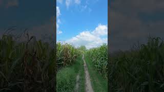 Nostalgia for Home: The Place My Dreams Keep Returnin #naturelovers #naturebeauty #shorts #place