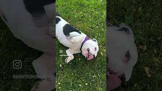 Meet Joker A Mixed Breed, Medium Up To 44 Lbs Fully Grown Currently Available For Adoption 6252