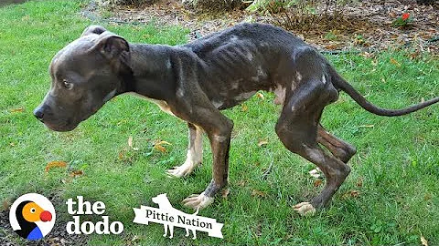 Starving Pittie Transforms Into The Bounciest Puppy  | The Dodo Pittie Nation - DayDayNews