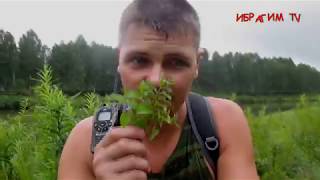 мята + сбитень из свежих трав мята + сбитень из свежих трав
