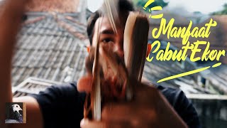 Cara Mencabut Bulu Ekor Merpati, Kapan dan Knapa Harus Mencabut Bulu Ekor