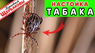 Настойка Табака Против Клещей! Тест Народного Средства От Опасных Паразитов!