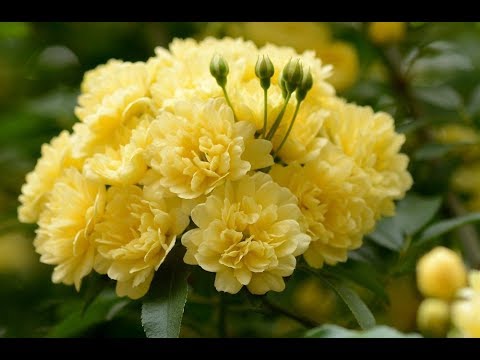 Top 10 beautiful flowers-Rose-Rose Flower-Beautiful Roses-Beautiful Rose Flowers PART 2