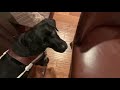 How my guide dog shows me obstacles, what the Hop Up command means, and puppy cuteness!