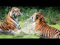 Siberian Tiger VS Bengal Tiger Who Will Win In A Fight || Fight Between Tigers