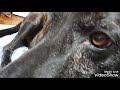犬41