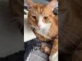 On today’s episode of the cat doing nothing all day #catshorts #justcats #funnycatvideos #cats