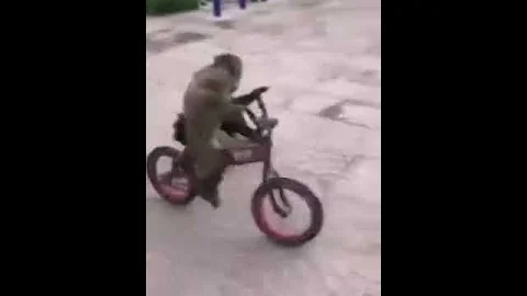 Monkey Riding a Bike 🐵😂