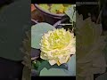 #reels #shorts#viral #fypシ゚viral #viralreels #virslshorts