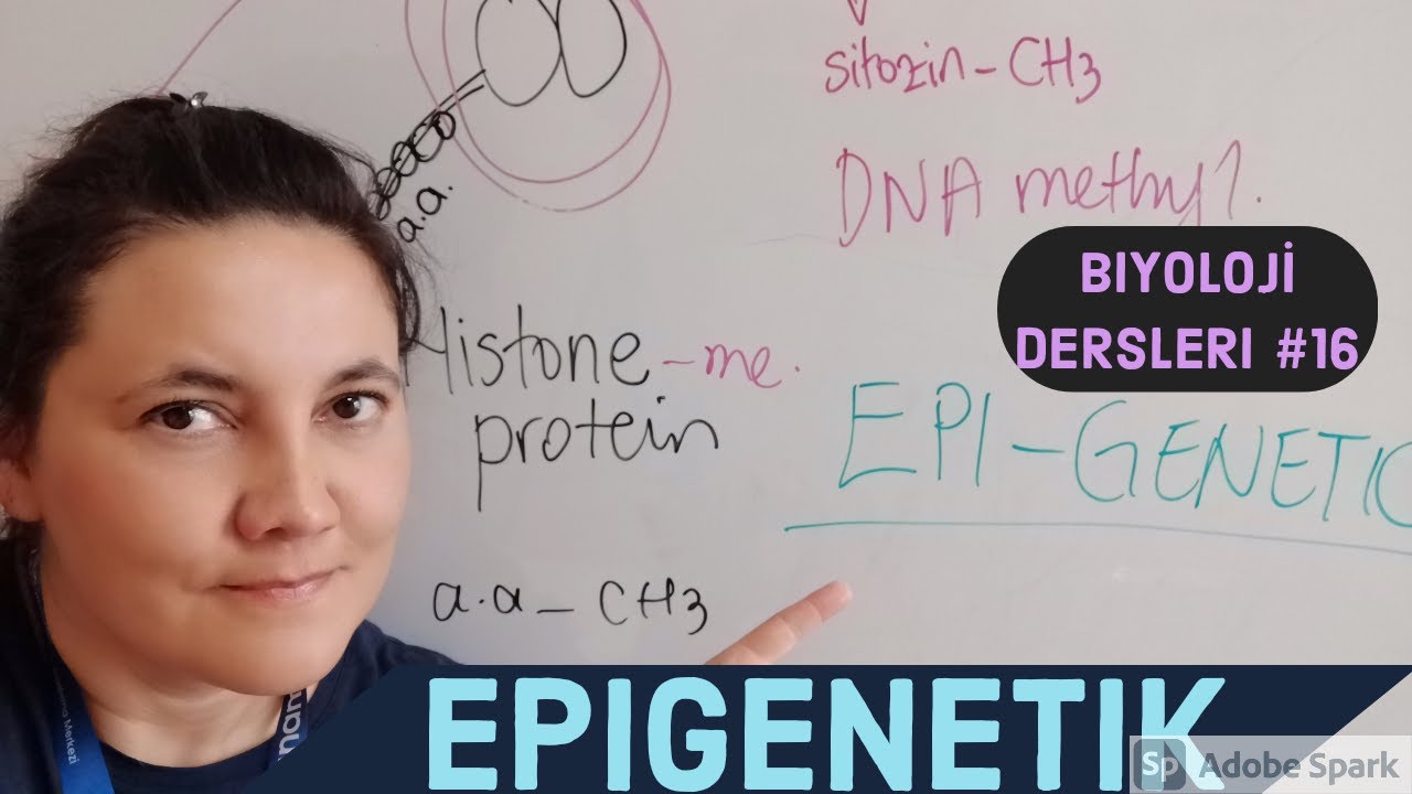 Biyoloji Dersleri #16: EPIGENETIK | ÖKARYOTLARDA GEN DÜZENLEME | BIYOLOJI DERSLERI