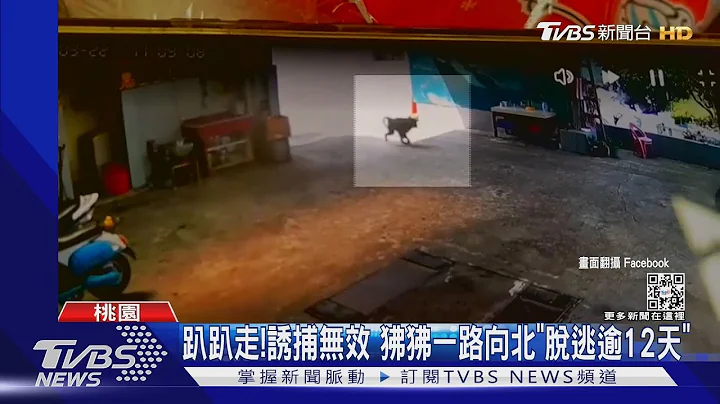 趴趴走!誘捕無效 狒狒一路向北「脫逃逾12天」｜TVBS新聞@TVBSNEWS01 - 天天要聞