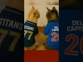 GT vs DC... But Make It Cats! 🐱🏏 #IPLShorts #shorts #ipl