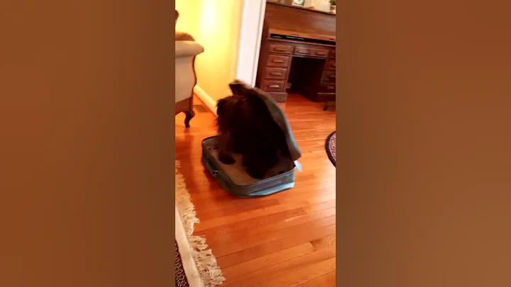 Douce Suitcase