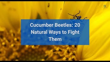 Cucumber Beetles: 20 Natural Ways to Fight Them