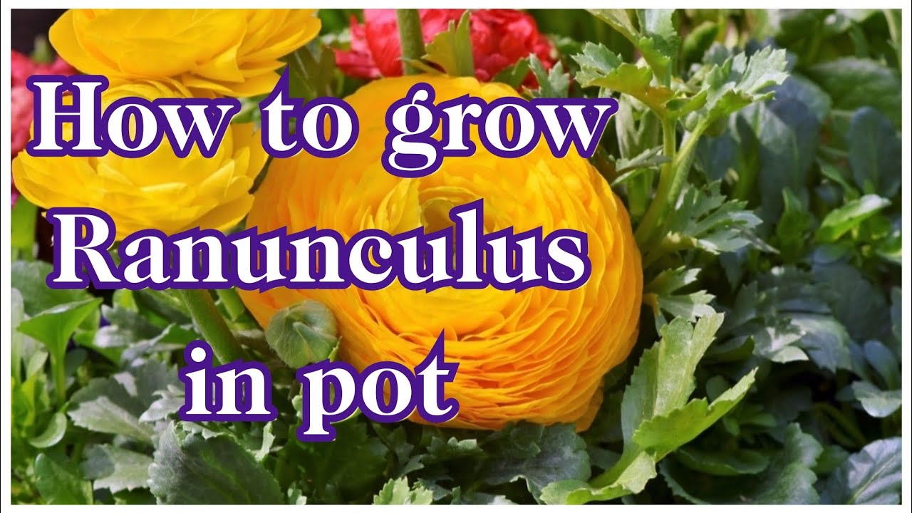 How to grow Ranunculus flower in pot ||  Beautiful spring flower 