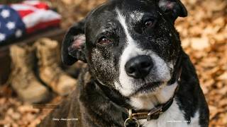 Can a Rescue Dog Change a Life? | Daisy’s Story | Wounded Paw Project®
