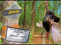Game land bird down  two turkey hunts two kills on camera  kicking off turkey season 2024